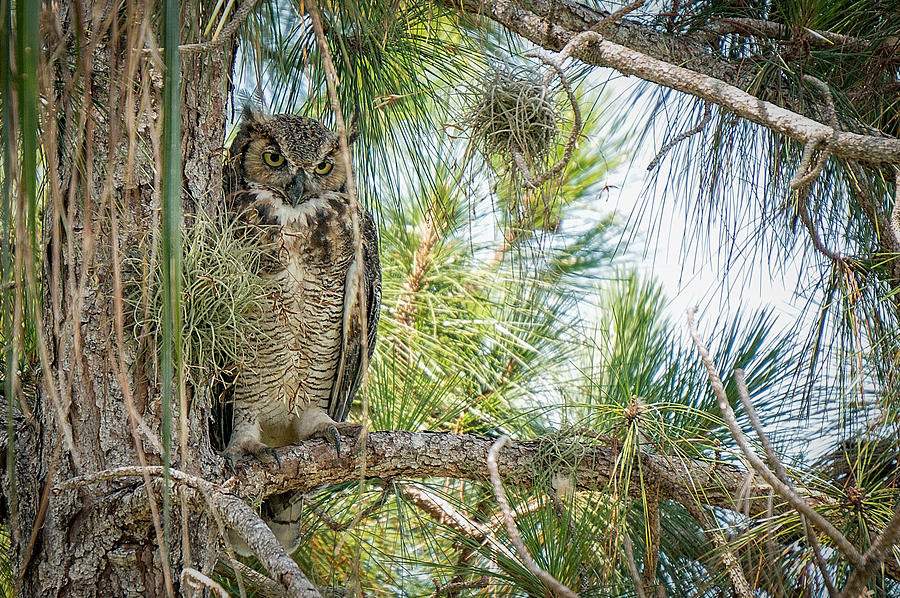 Owl Stare Photograph by Joe Myeress
