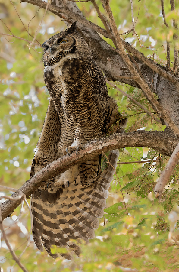 Owl Stretch Photograph by Loree Johnson