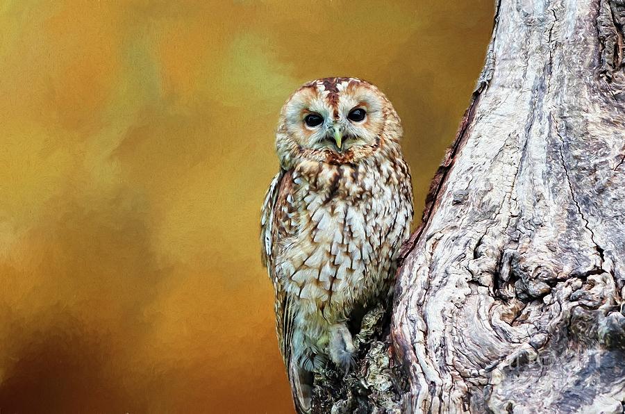 Owl Digital Art - Owl by Suzanne Handel