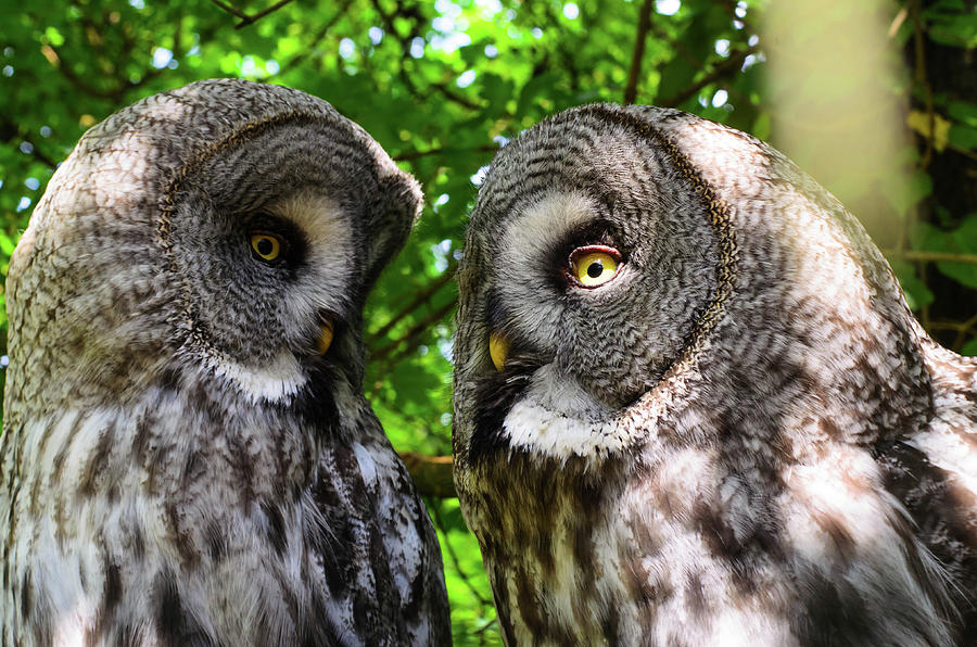 Owl Talk Photograph by Rainer Kersten