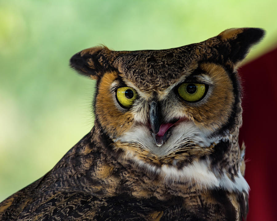 Owl Tongue Photograph by Douglas Killourie