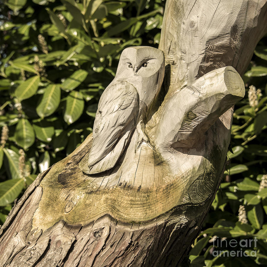 Owl Photograph - Owl Tree  by Rob Hawkins