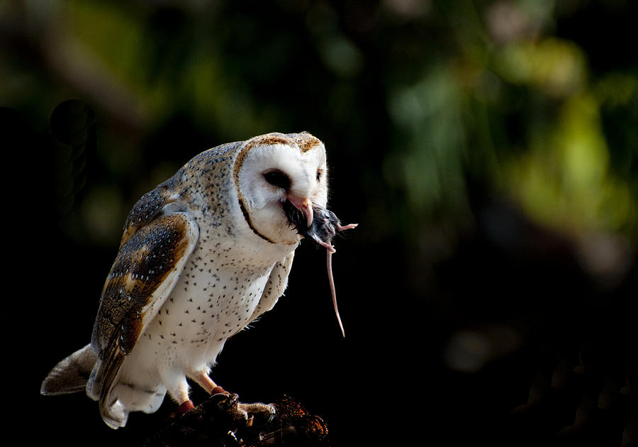 Owl versus Mouse Photograph by Andrew Dickman