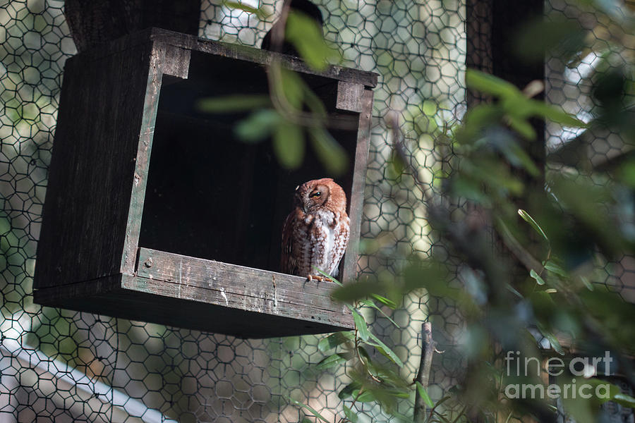 Owl Watch Photograph by Diana Rajala