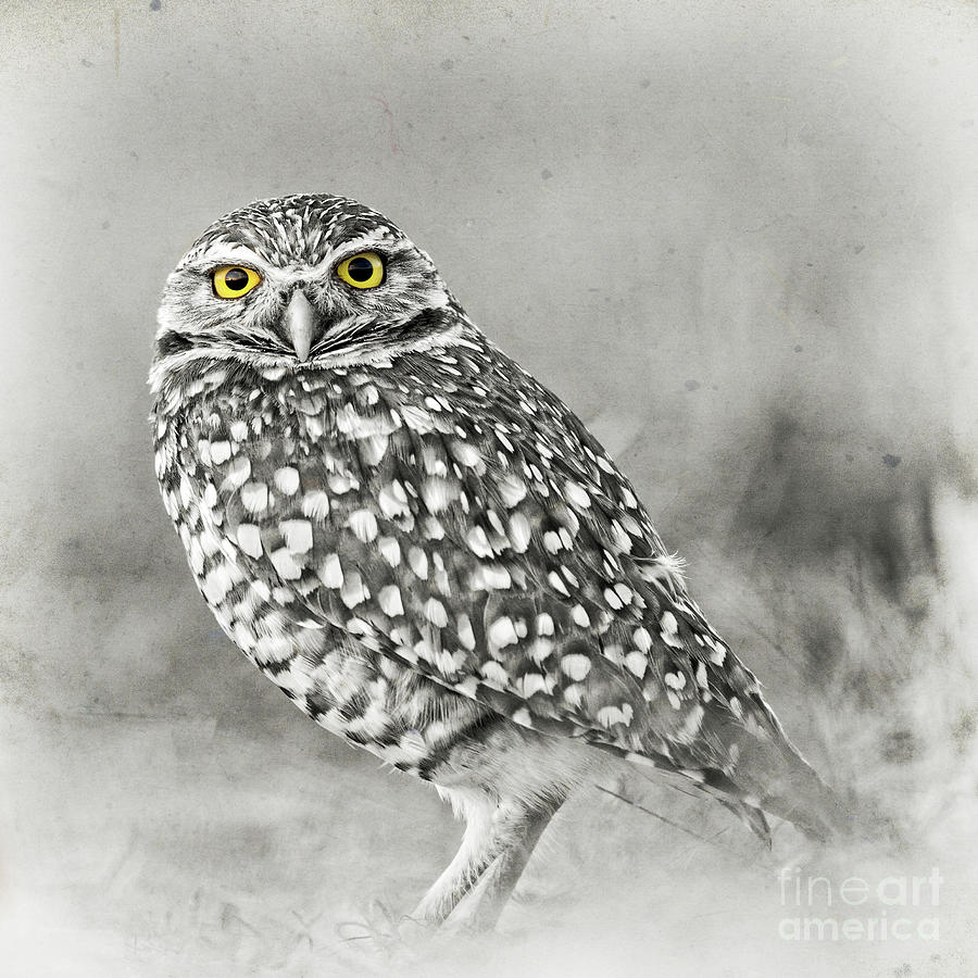 Owl Yellow Eyes Photograph by Edward Fielding