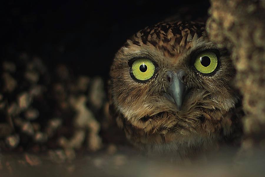 Owl Photograph - Owl by Zoltan Toth