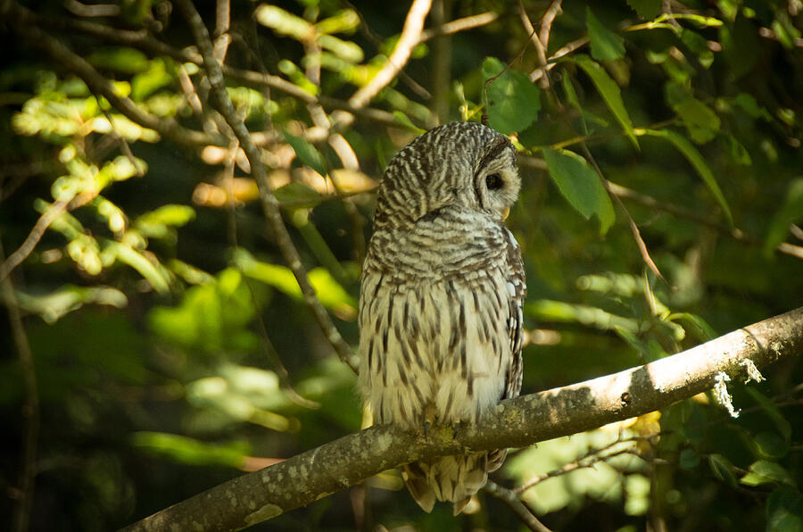 Barred Owl 2 Photograph by Marilyn Wilson