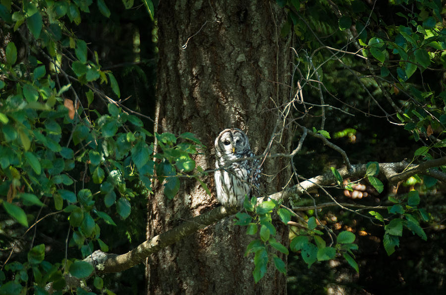 Barred Owl 3 Photograph by Marilyn Wilson