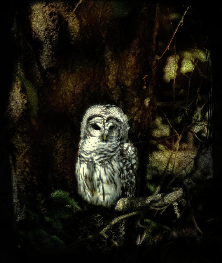 When the Owl Sings Photograph by Marilyn Wilson