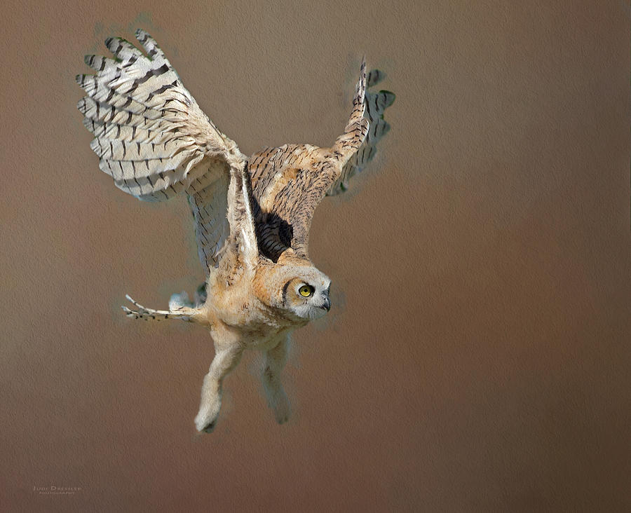Owlet First Flight Digital Art by Judi Dressler