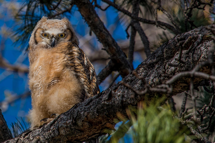 Owlet in a Fir Tree Photograph by Dawn Key