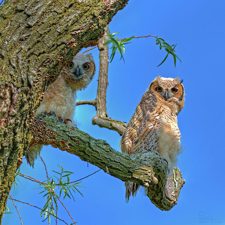 Owlet Siblings -Peekaboo Photograph by Peter Herman