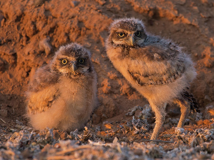 Owlet Siblings Photograph by Sue Cullumber