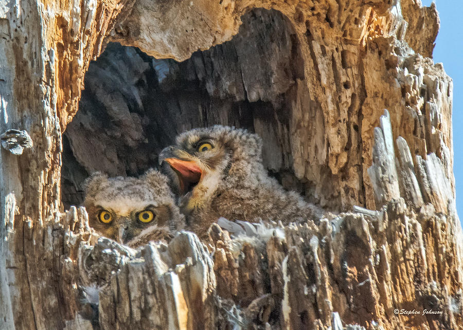 Owlet Surprise Photograph by Stephen Johnson