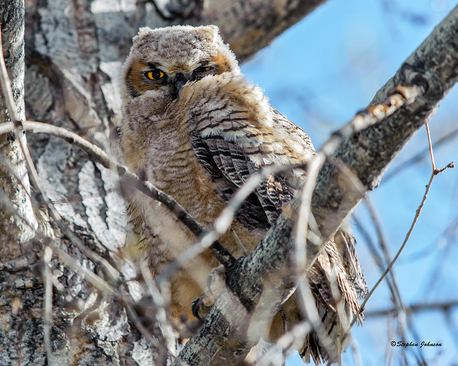 Owlet Wink Photograph by Stephen Johnson