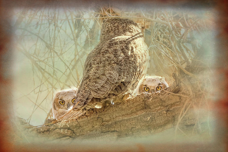 Owlets Peek A Boo by Vicki Stansbury Owlets Peek A Boo by Vicki Stansbury