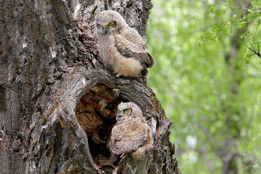 Owlets Photograph by Ronnie And Frances Howard