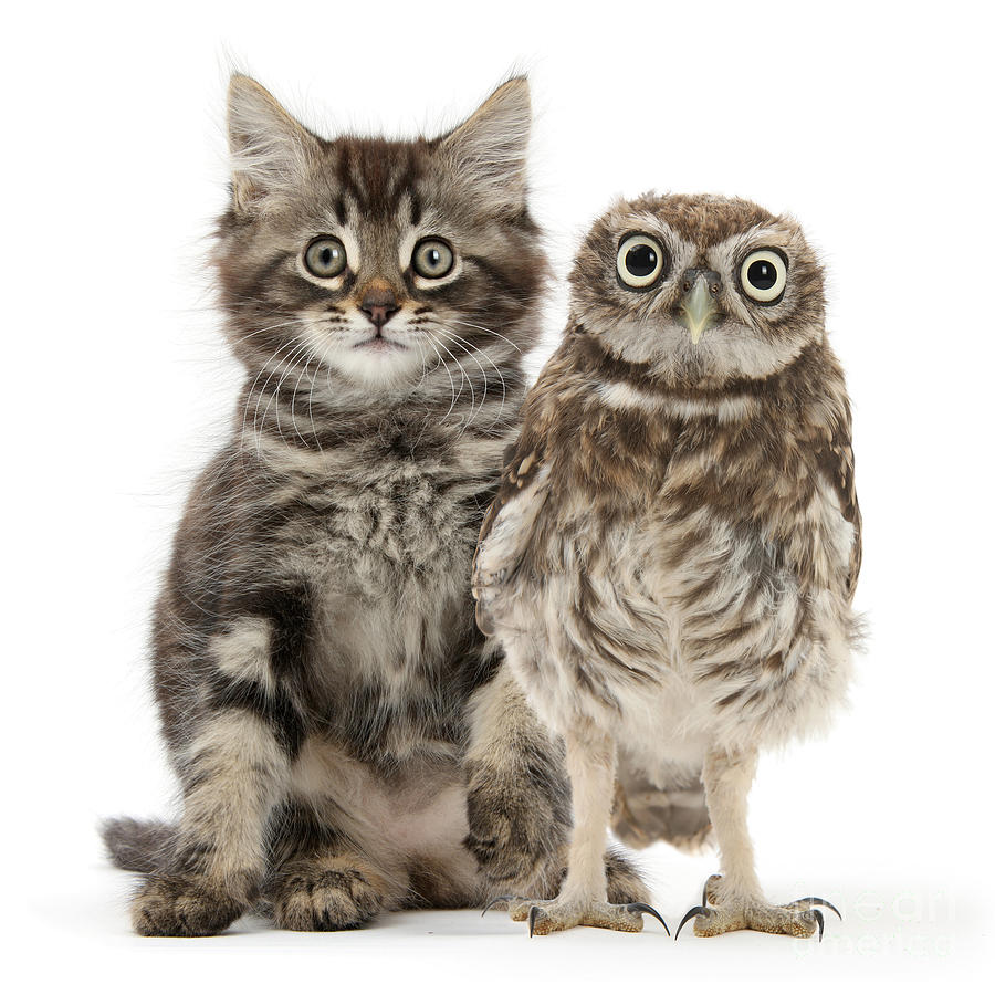 Bird Photograph - Owling and Yowling by Warren Photographic
