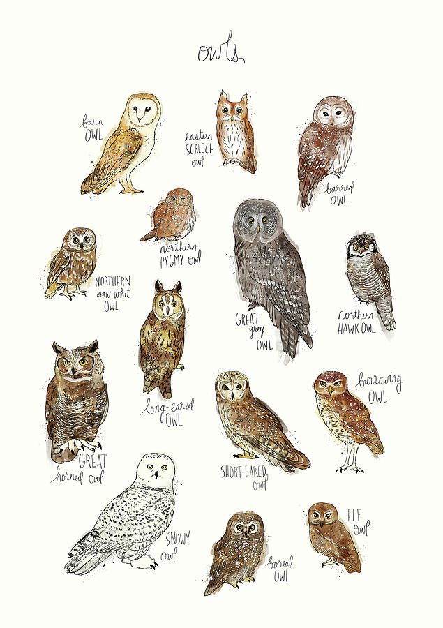 Owls Painting by Amy Hamilton