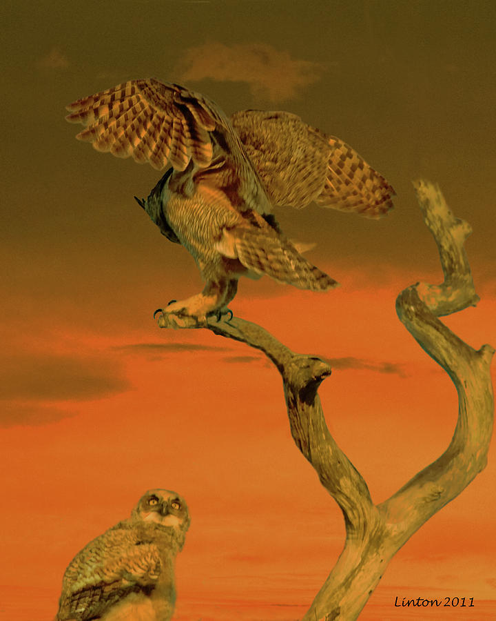 Owls At Sunset Photograph by Larry Linton