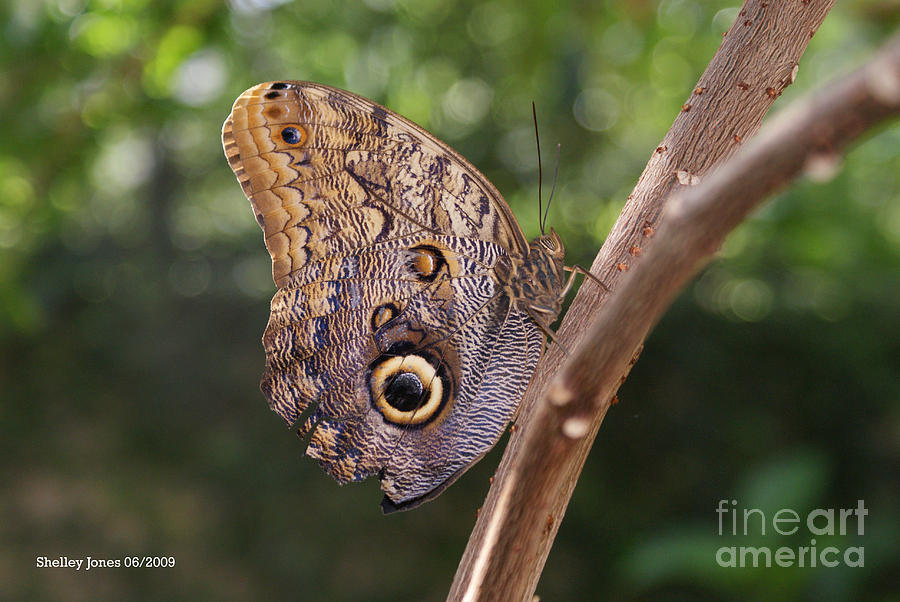Butterfly Photograph - Owls dont always have feathers by Shelley Jones