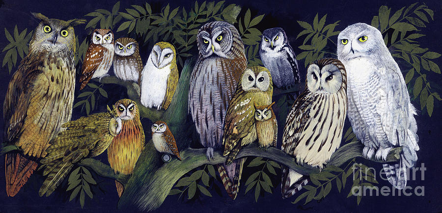 Owl Painting -  Owls by English School