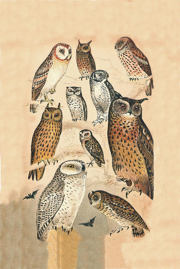 Owl Mixed Media - Owls by Eric Kempson