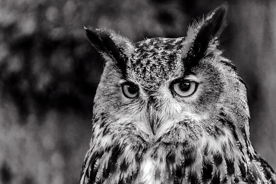 Owls eyes by Cliff Norton Owls eyes by Cliff Norton
