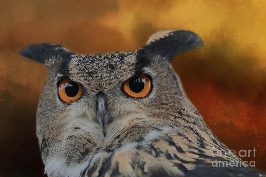 Owls Eyes Photograph by Eva Lechner