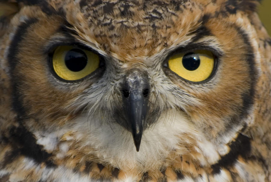 Owl Photograph - Owls Eyes by Pixie Copley