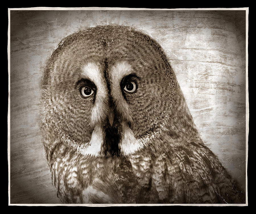 Owl  Eyes -vintage series Digital Art by Grace Iradian