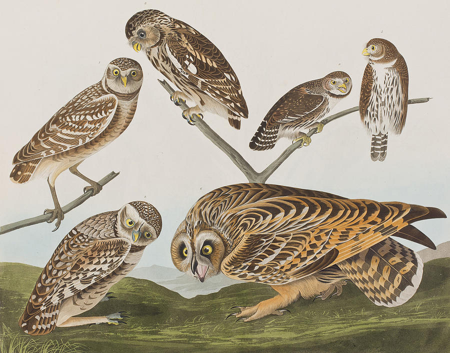 John James Audubon Painting - Owls by John James Audubon