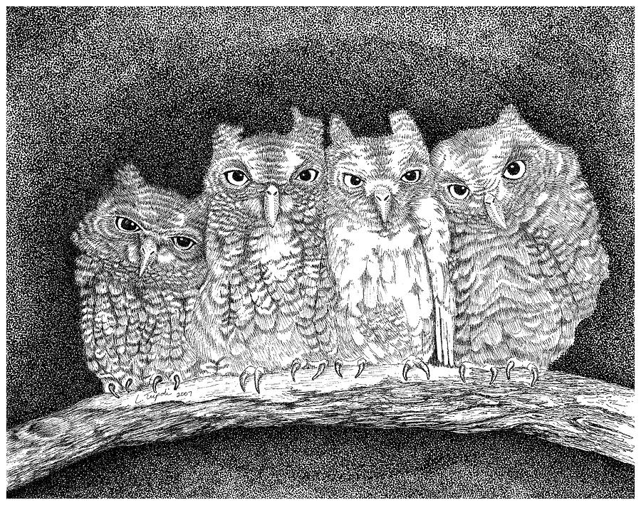Owls Drawing by Lawrence Tripoli