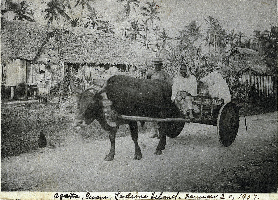 Ox Cart Guam 1907 Photograph by Thomas Walsh