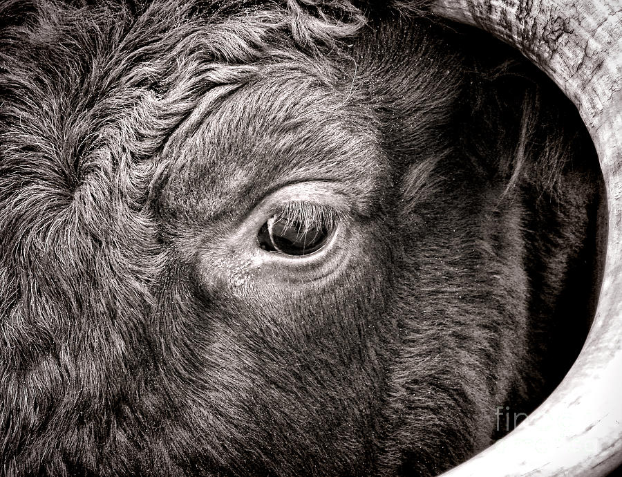 Ox Eye Photograph by Olivier Le Queinec
