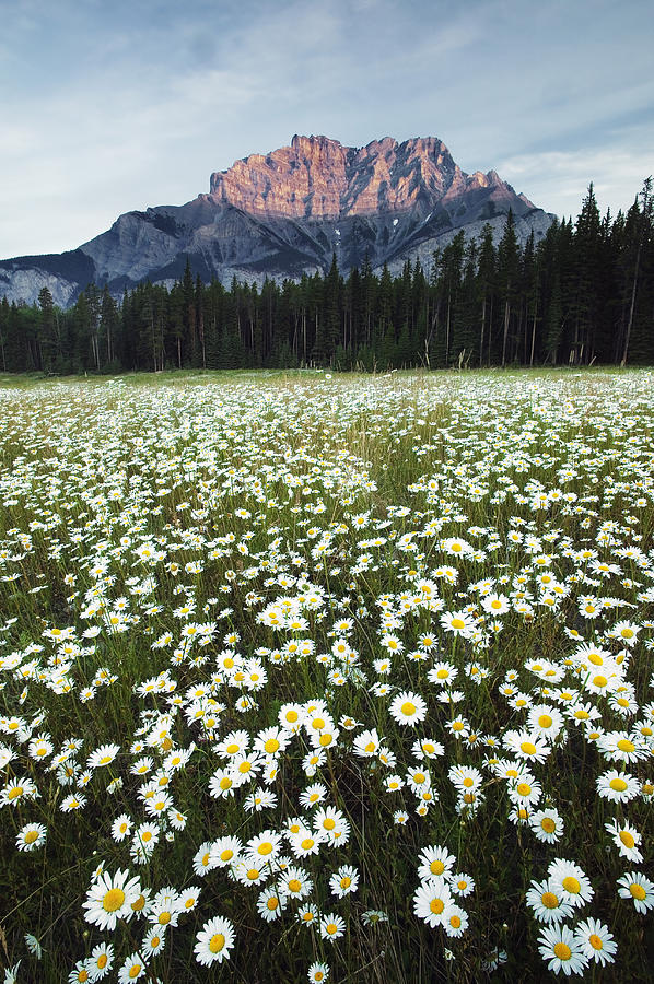 Ox-eyed Daisies and Cascade Mountain Photograph by Darwin Wiggett