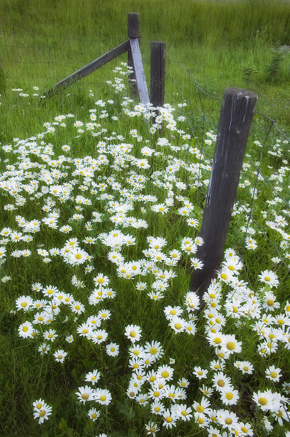Ox-eyed Daisies And Fenceline, Alberta Photograph by Darwin Wiggett