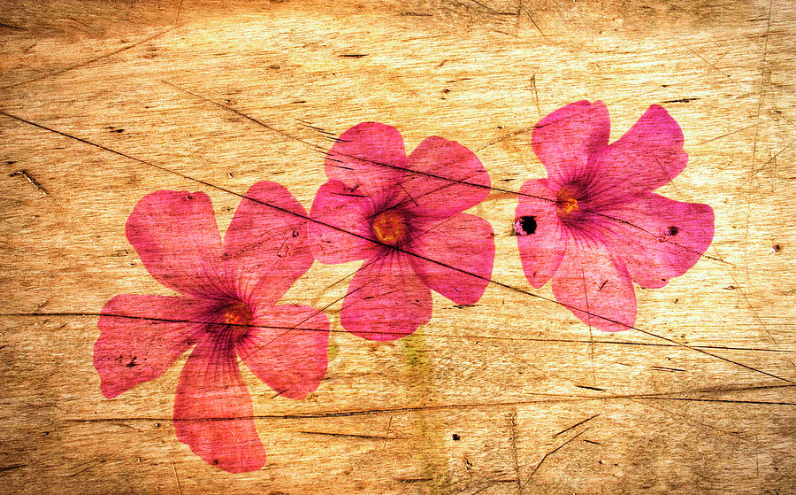 Oxalis on a Scratched Wooden Surface. Photograph by John Paul Cullen