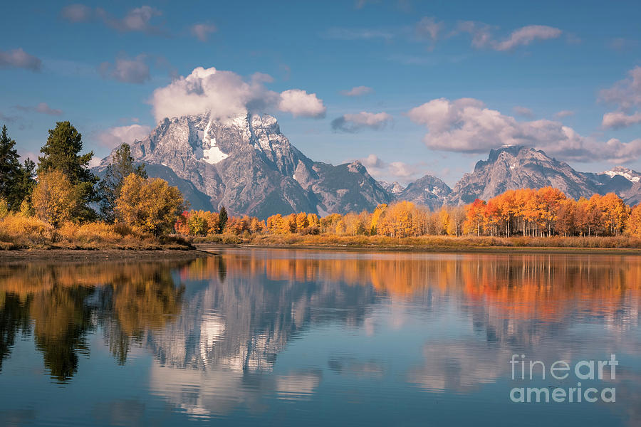 Oxbow Bend With Aspen Trees In Full Autumn Orange Colour Grand Teton