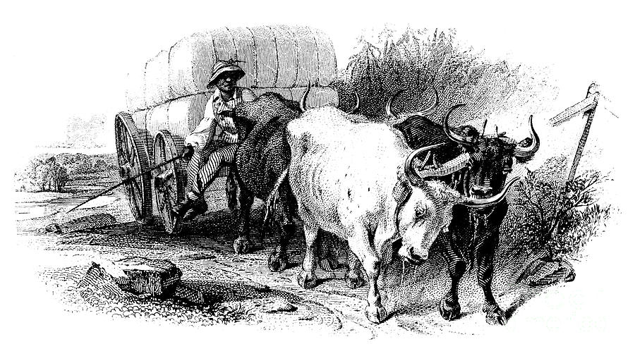 OXEN AND CART, 19th CENTURY Drawing by Granger