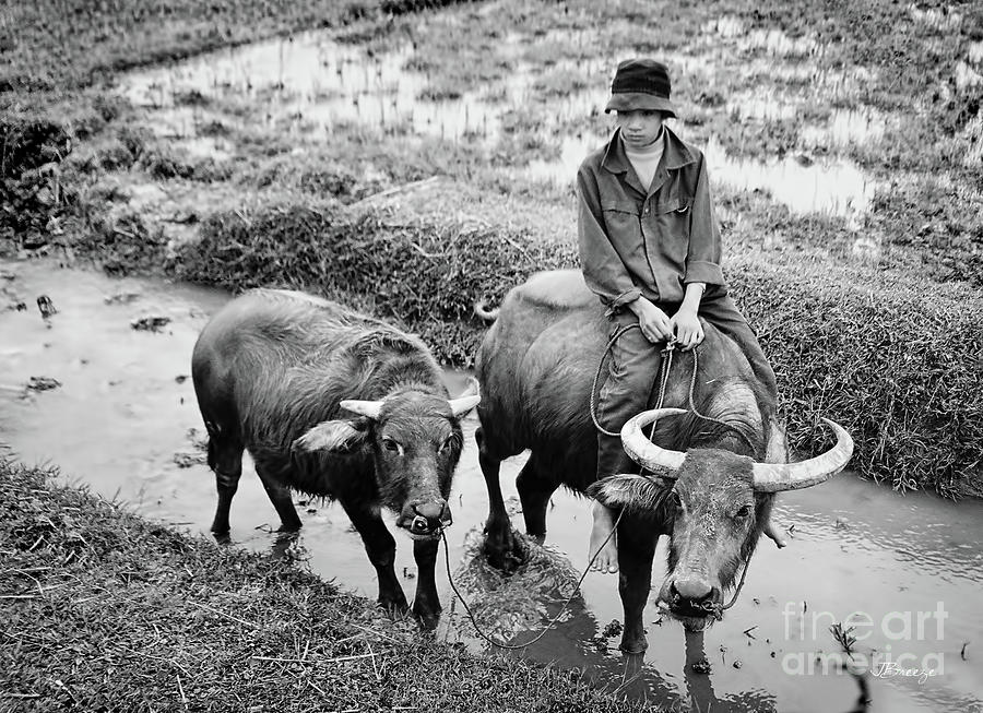 Oxen Day Off.Cambodia BW Photograph by Jennie Breeze