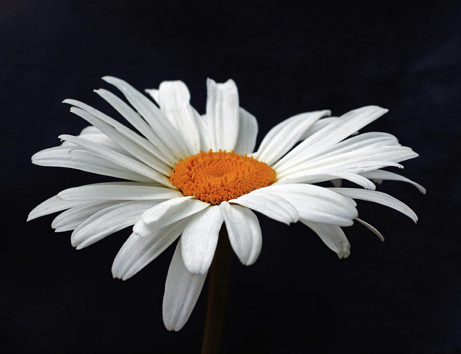 Oxeye Daisey Photograph by Jeff Townsend