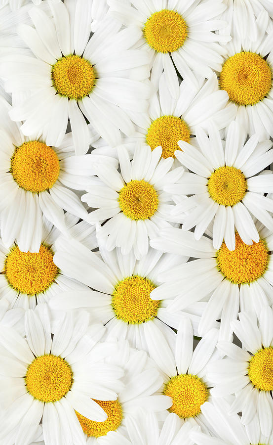 Oxeye Daisies 2 Photograph by Alan L Graham