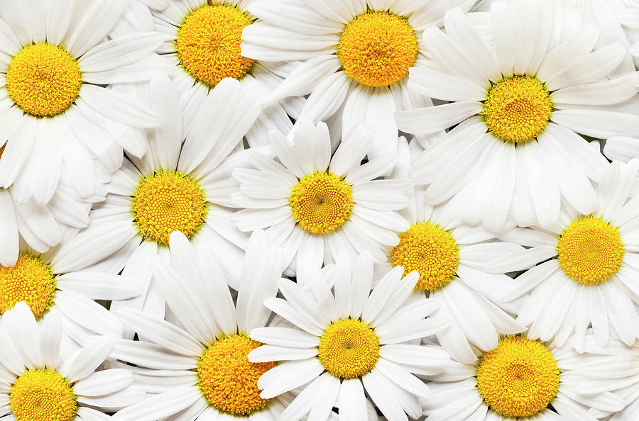 Oxeye Daisies Photograph by Alan L Graham