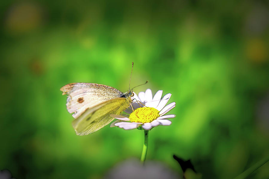 Oxeye-daisy and butterfly Photograph by Leif Sohlman