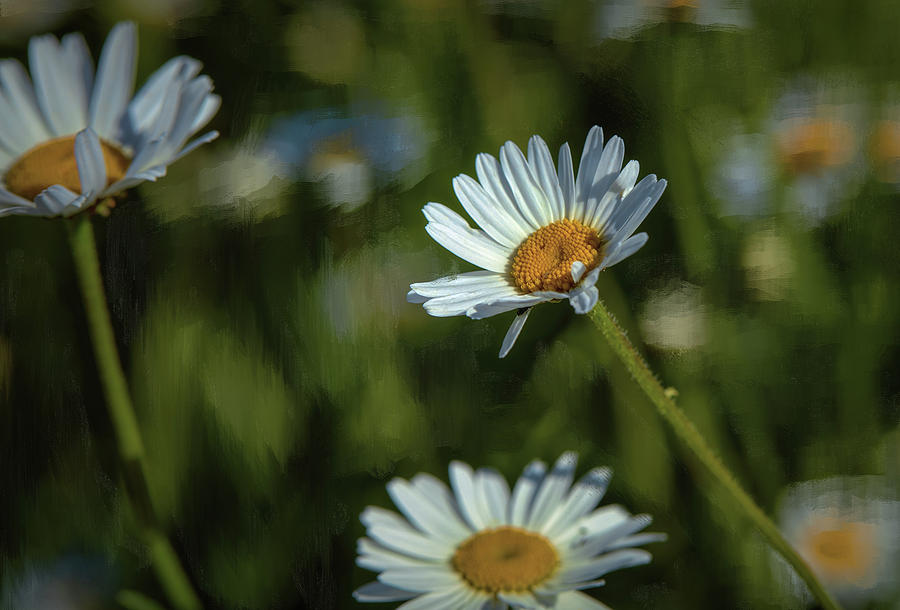 Oxeye-daisy #g4 Photograph by Leif Sohlman