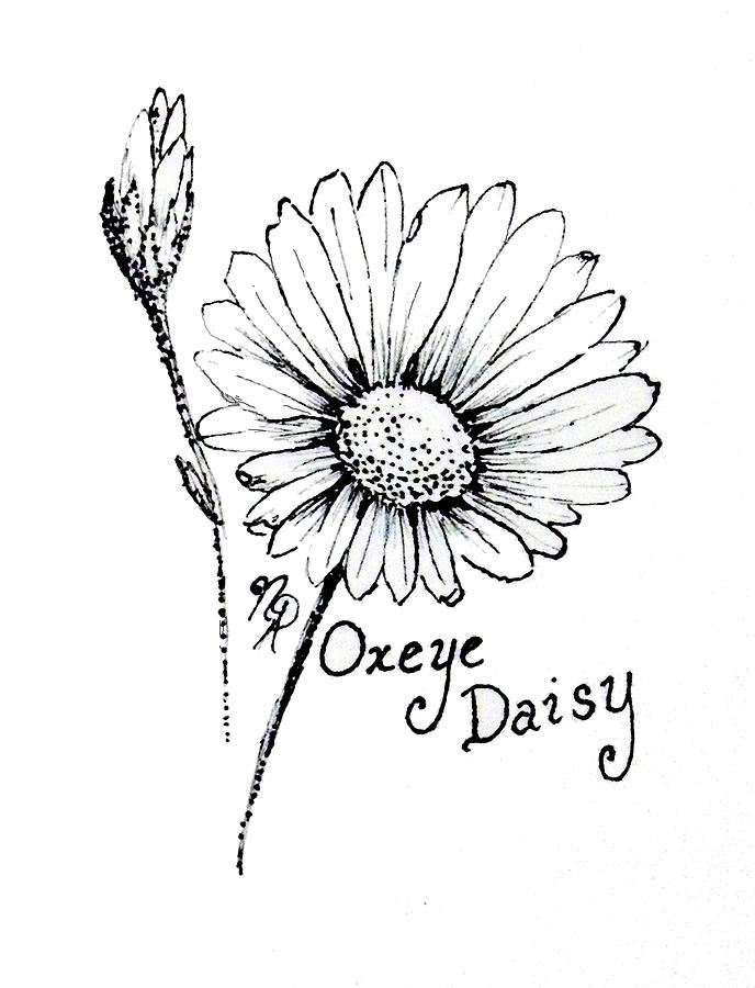 Oxeye Daisy Drawing by Nicole Angell