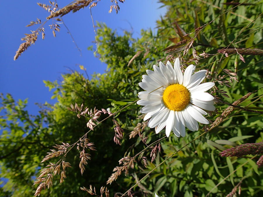 Oxeye Daisy Photograph by Robert Nickologianis