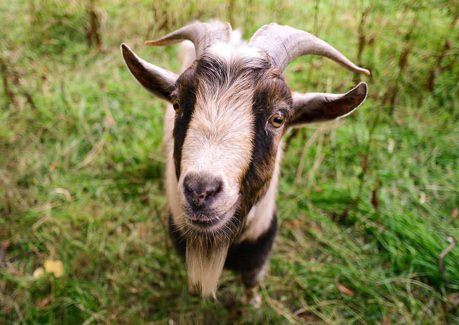 Oxford Goat Photograph by Alex Blondeau