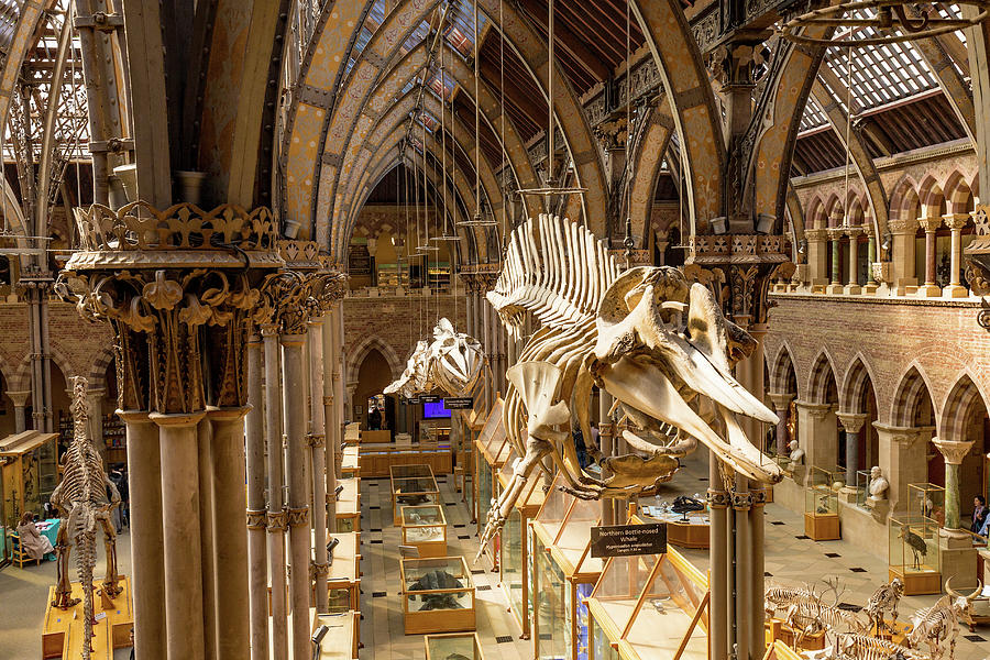 Oxford Natural History Museum Photograph by Ed James